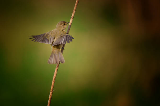 istock The common chiffchaff - Phylloscopus collybita, is a common and widespread leaf warbler which breeds in open woodlands 2107303658