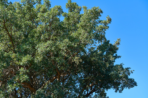 Beautiful landscape with Quercus glauca (Cyclobalanopsis glauca), commonly called ring-cupped oak or Japanese Blue Oak in Sochi city park.