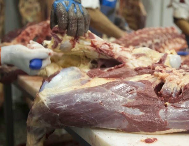 atelier de découpe de carcasses de bœuf et de porc. transformation de la viande au rayon des viandes - butchers shop meatball raw beef photos et images de collection