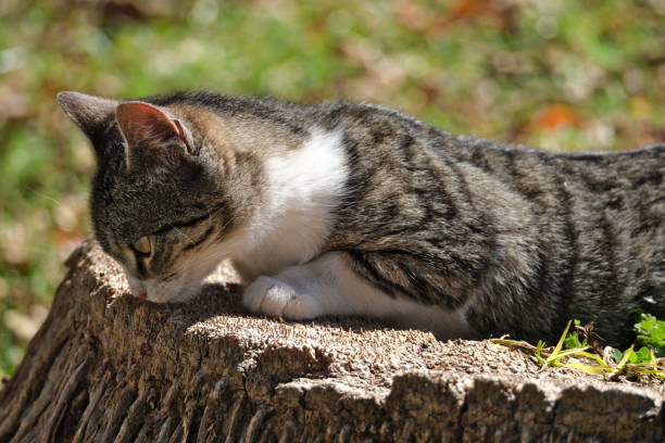 cat lying on a tree stump in the garden.