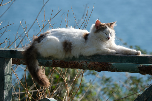 Cat sitting on a fence against the background of the sea. Portrait of a cat.