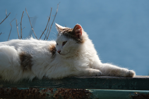 Cat sitting on a fence against the background of the sea. Portrait of a cat.