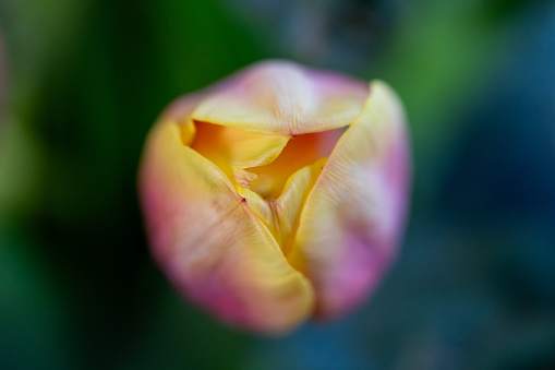 tulip macro horizontal still high point of view