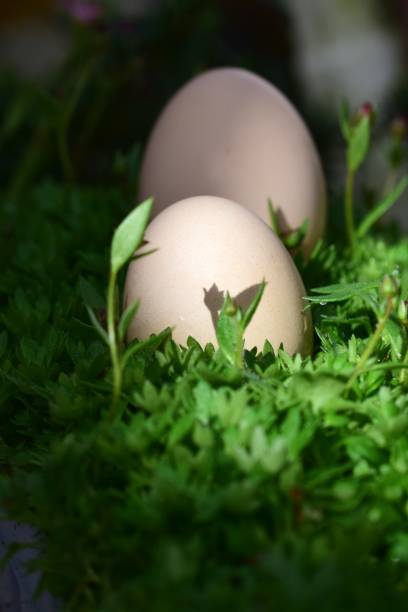 istock White eggs on gren leaves and blossoms as a closeup 2107314798