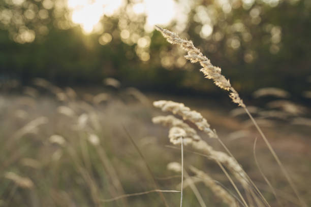 istock Wheat ears dry grass summer trees sunset nature fresh air lifestyle 2107314804