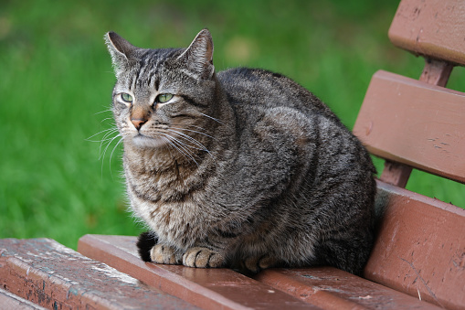 Tabby cat sitting on a wooden bench in the garden.
