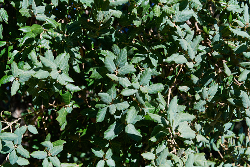 Cork Oak (Quercus suber) tree. Luogosanto. Province of Sassari. Sardinia. Italy.