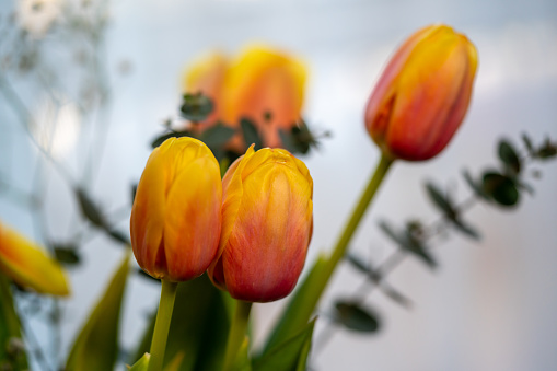 Tulips in flower beds in the park in spring