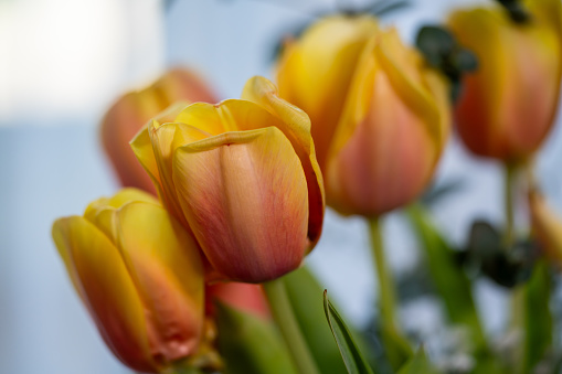 close up tulips horizontal still