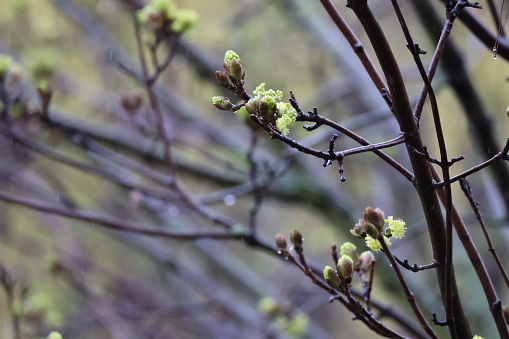 Buds budding on a spring tree