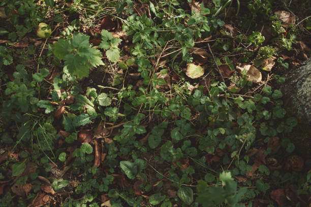 Green grass botany flora dry leaves branches texture background image. High quality photo