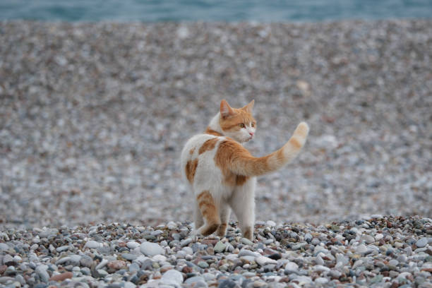 istock Cute ginger cat walking on a pebble beach by the sea 2107324291