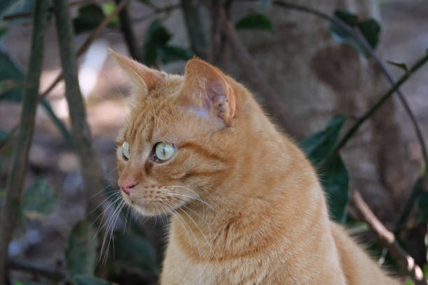 istock ginger cat sitting on the ground in the shade of a tree 2107335258