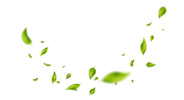 istock Green flying leaves on white banner. Wave foliage ornament. Vegan, eco, organic design element. Leaf falling. Cosmetic pattern border. Fresh tea background. Beauty product. Vector illustration 2107343058