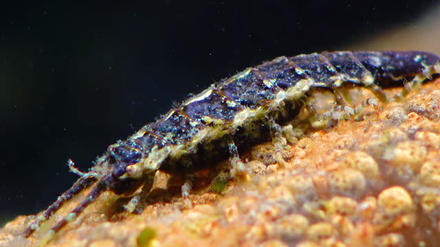 Idotea balthica - A kind of marine isopod crustaceans idotea kind of family Idoteidae (Isopoda)