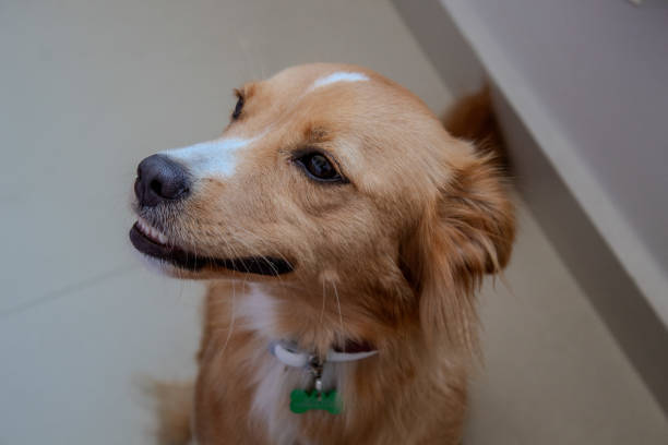 istock Caramel dog looking away 2107352517