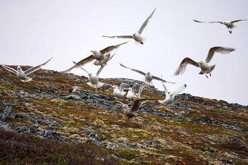 Seagulls in flight over a rocky, grassy shore in northern Newfoundland in early summer