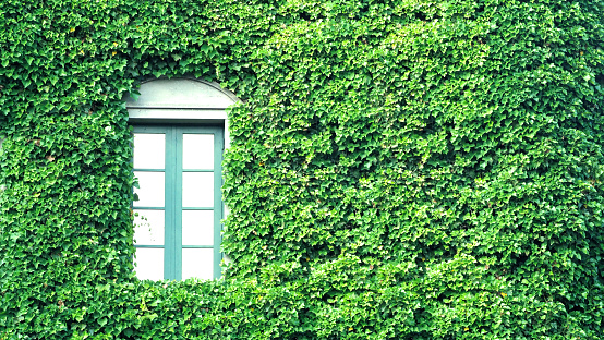 Many crawler green color leaves of Mexican daisy cover all on the old wall and window with european contemporary modern architecture building style.
