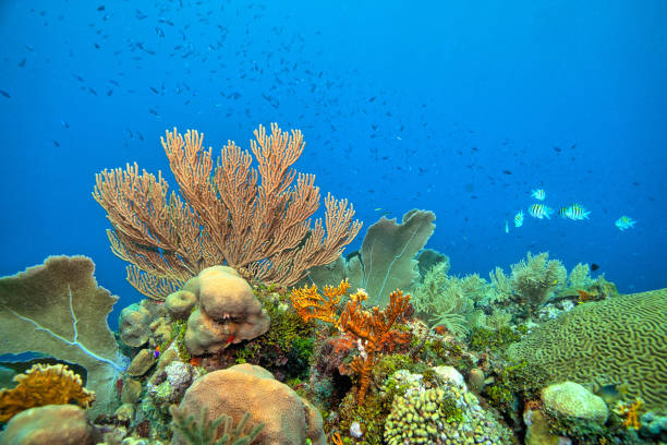istock Caribbean coral garden,Bonaire 2107378846