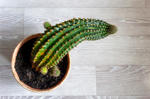 Cactus plant of unusual shape.Gardening tree indoor plant home leisure selective focus