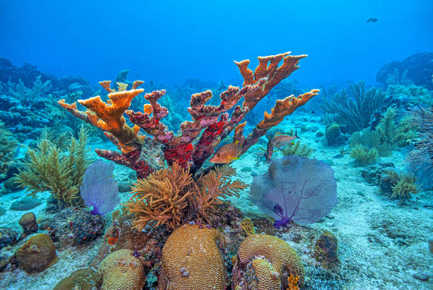 istock staghorn coral ,Acropora cervicornis 2107384176