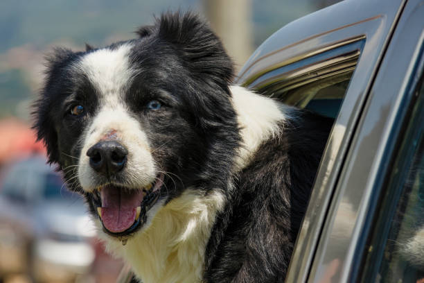 istock A border collie showing the head through a car window 2107385244