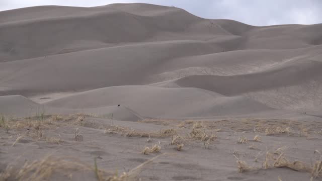 Rare grassy vegetation at the base of large sand dunes. Great Sand Dunes National Park, Colorado, USA