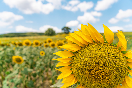 Sunflower Fields in Hokkaido, Japan