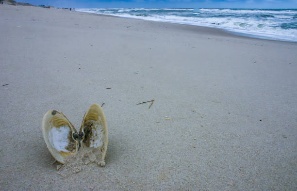 A bivalve shell on the sand, washed ashore by a storm in Island Beach State Park