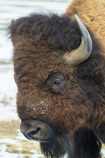 Bison head shot. North American Mammals. American Bison on the high plains of Colorado.