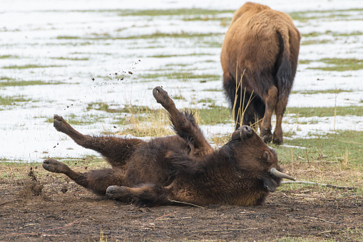 North American Mammals. American Bison on the high plains of Colorado.