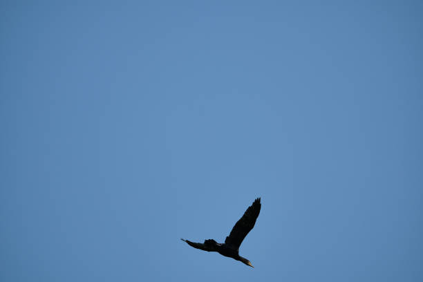 great cormorant, Phalacrocorax carbo sinensis, sitting in their nesting colony high up in the tree on the curonian spit peninsula in Poland on a sunny day.