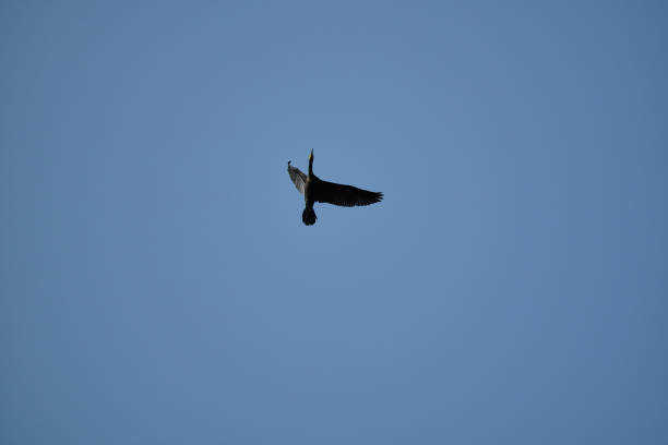 great cormorant, Phalacrocorax carbo sinensis, flying over their nesting colony high up in the tree on the curonian spit peninsula in Poland on a sunny day.