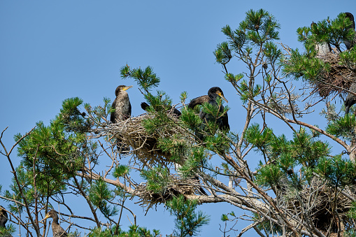 great cormorant, Phalacrocorax carbo sinensis, sitting in their nesting colony high up in the tree on the curonian spit peninsula in Poland on a sunny day.