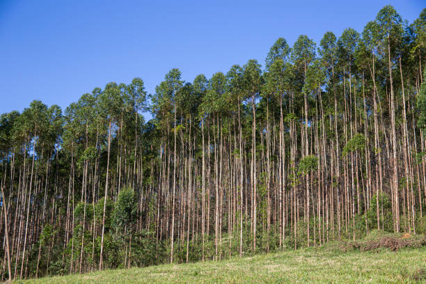 istock Eucalyptus trees plantation in Brazil 2107423896