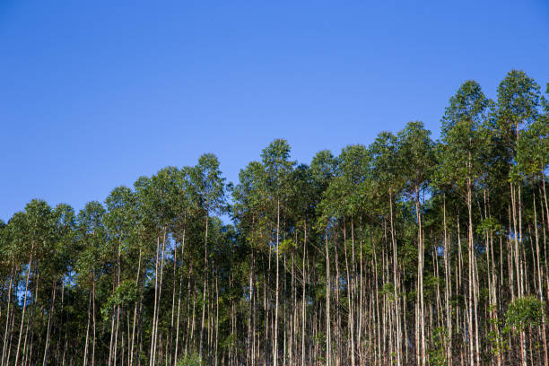 istock Eucalyptus trees plantation in Brazil 2107424417