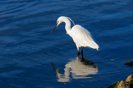 The egret I shot in the sea.