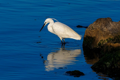 Close-up of the Great or common egret (Ardea alba) with pure white plumage, long neck and yellow bill outdoors