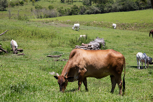 Cattle grazing on a pasture in Brazil