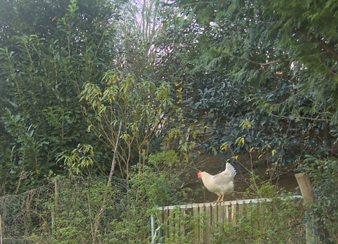 chicken coop on a small farm with domestic animals hen climbing on the fence