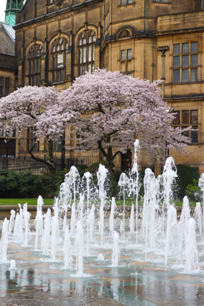 Cherry blossom and Sheffield Town Hall has good combination