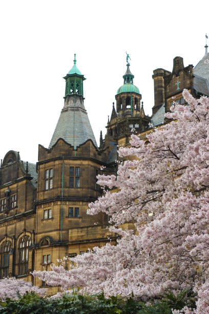 Cherry blossom and Sheffield Town Hall
