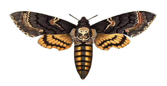 Death's-head hawkmoth engraving 1861

Colored etching from  “Nature Atlas for the school and Hose, Bromme Traugott