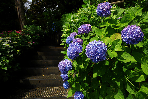 plants, flowers and scenery