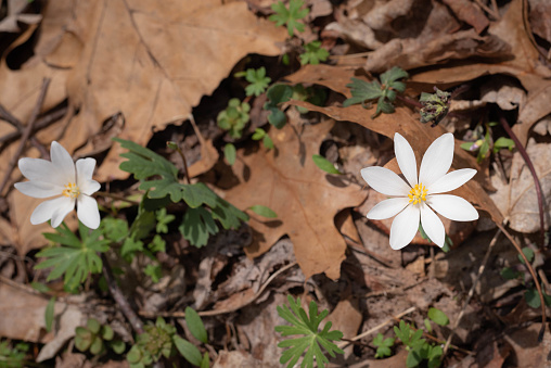 White, pointed petals and yellow stamen of spring Bloodroot wildflowers.Sanguinaria canadensis.