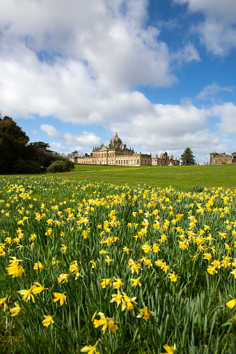 Castle Howard, York, UK - March 23, 2024.  A vertical landscape panorama of Castle Howard Stately Home in the Howardian Hills with a flowerbed of daffodils in Springtime on a sunny day