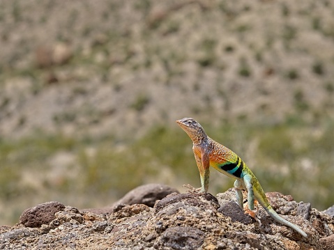 Colorful Greater Earless lizard suns himself on a rock in Big Bend national park Texas.
