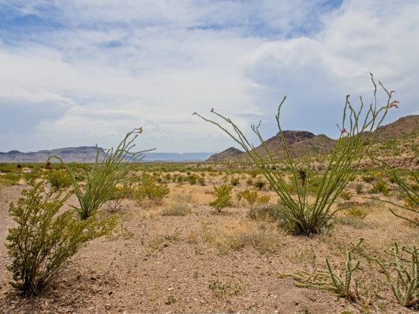 istock Ocotillo flowering in spring time within Big Bend national park, Texas 2107553564