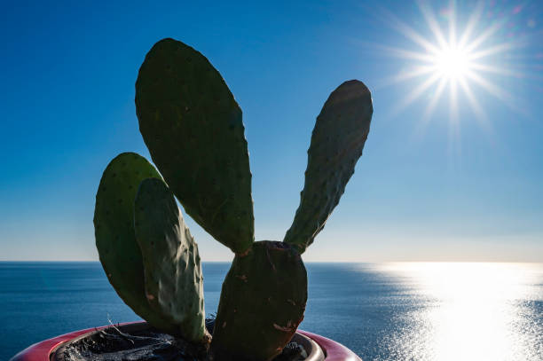 Cactus against the background of the ocean on a sunny day