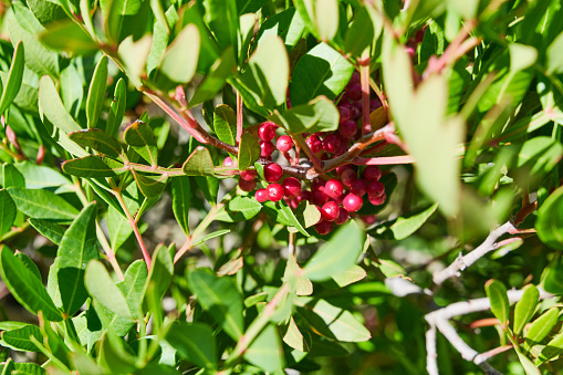 Lentisk (Pistacia lentiscus) plant with fruits. Dorgali municipality. Province of Nuoro. Sardinia. Italy.